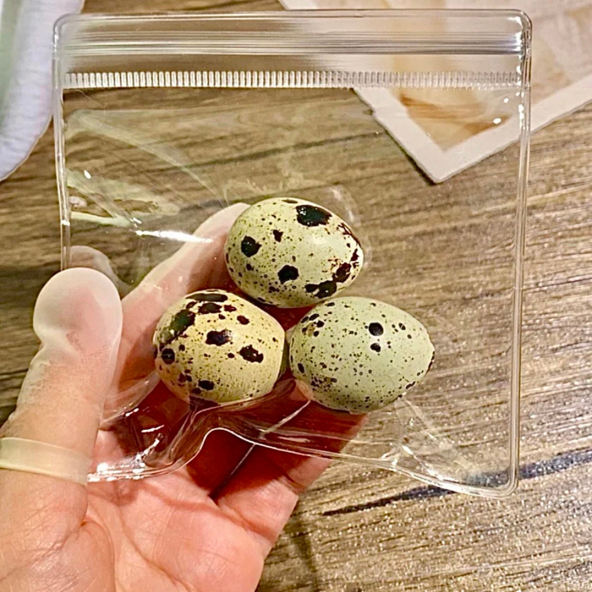 3pcs Quail Eggs Stress Relief Squishy Toy